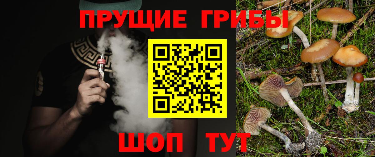 Псилоцибиновые грибы Psilocybine cubensis Заводоуковск